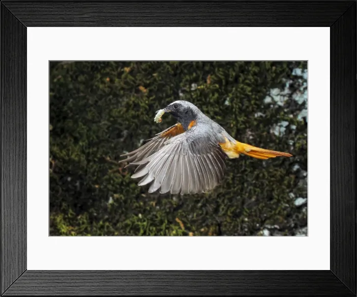 Framed Print : Picture No. 10983472 Framed Print : Picture No. 10983472