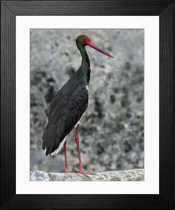 Framed Print : Picture No. 10983476 Framed Print : Picture No. 10983476