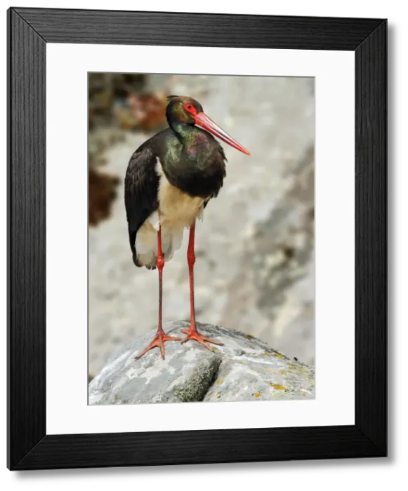 Framed Print : Picture No. 10983475 Framed Print : Picture No. 10983475