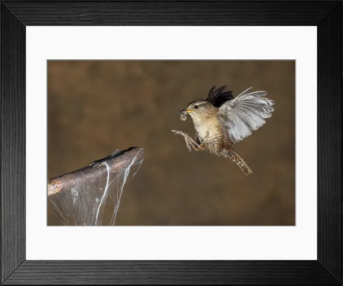 Framed Print : Picture No. 10983478 Framed Print : Picture No. 10983478