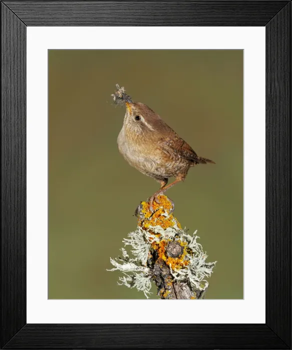 Framed Print : Picture No. 10983480 Framed Print : Picture No. 10983480