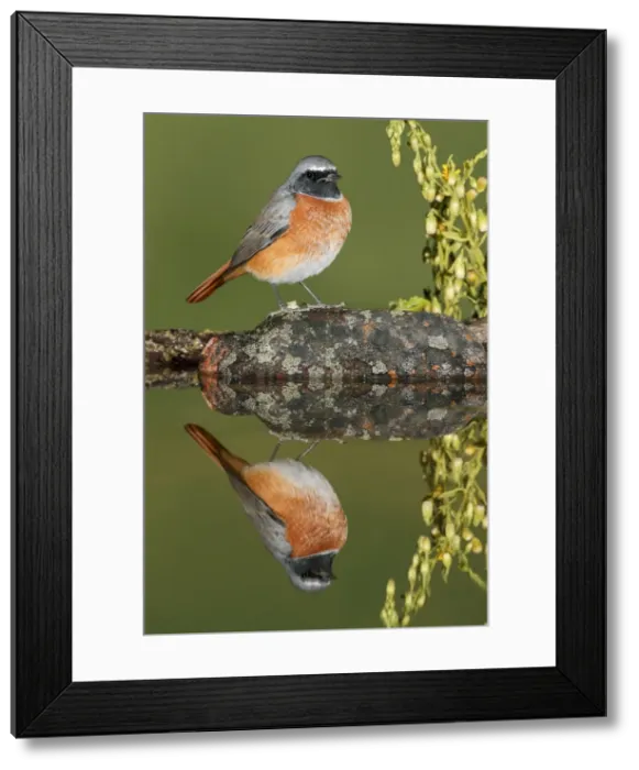 Framed Print : Picture No. 10983473 Framed Print : Picture No. 10983473