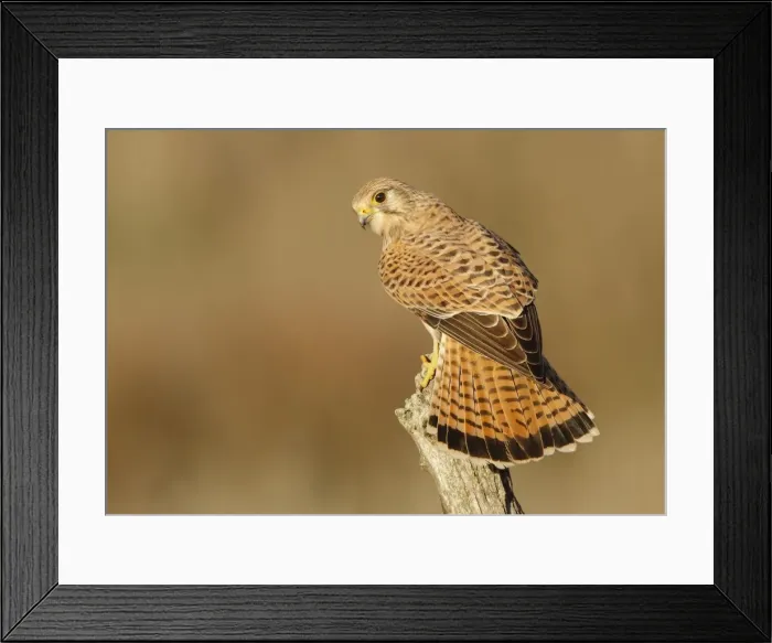 Framed Print : Picture No. 10983483 Framed Print : Picture No. 10983483