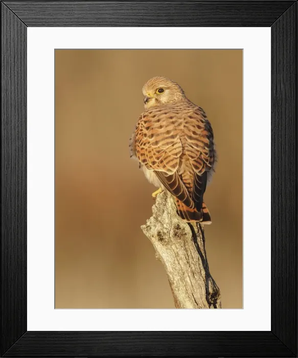 Framed Print : Picture No. 10983484 Framed Print : Picture No. 10983484