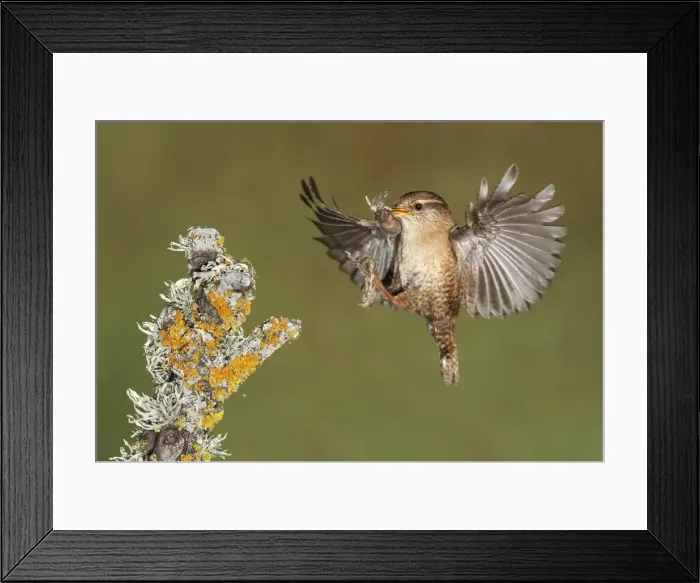Framed Print : Picture No. 10983481 Framed Print : Picture No. 10983481