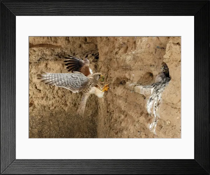 Framed Print : Picture No. 10983485 Framed Print : Picture No. 10983485