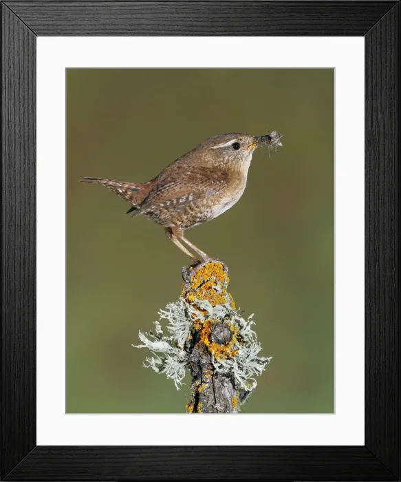 Framed Print : Picture No. 10983479 Framed Print : Picture No. 10983479