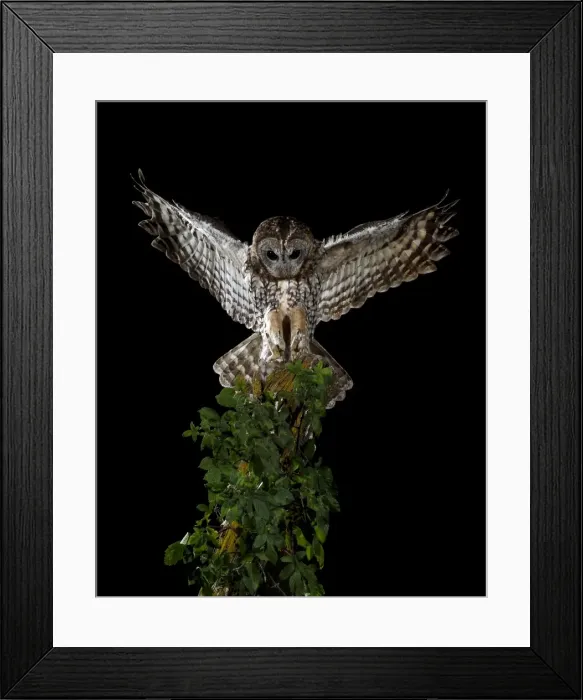 Framed Print : Picture No. 10983487 Framed Print : Picture No. 10983487