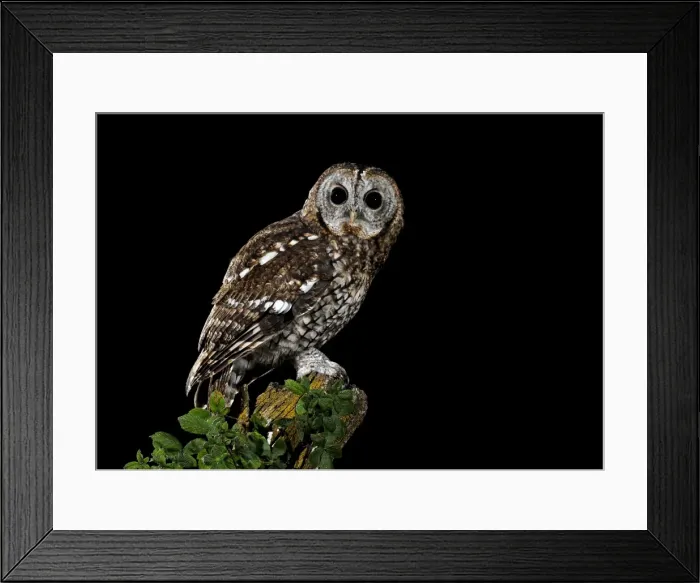 Framed Print : Picture No. 10983488 Framed Print : Picture No. 10983488