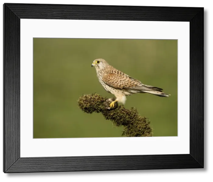Framed Print : Picture No. 10983482 Framed Print : Picture No. 10983482