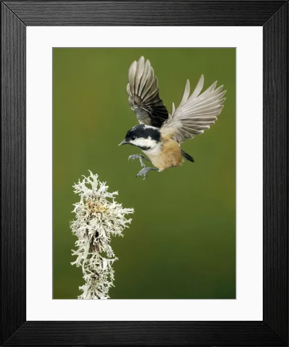 Framed Print : Picture No. 10983486 Framed Print : Picture No. 10983486