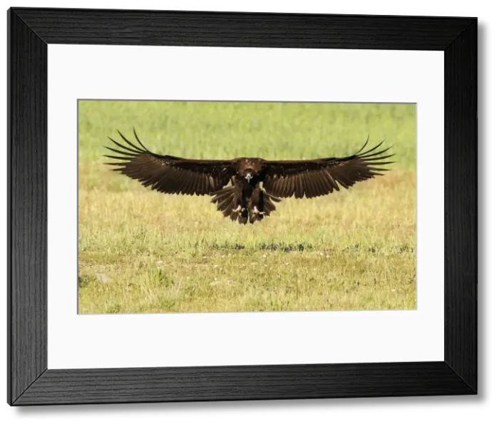 Framed Print : Picture No. 10983491 Framed Print : Picture No. 10983491