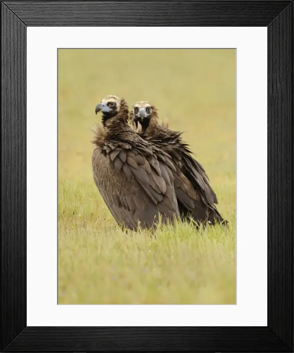 Framed Print : Picture No. 10983492 Framed Print : Picture No. 10983492