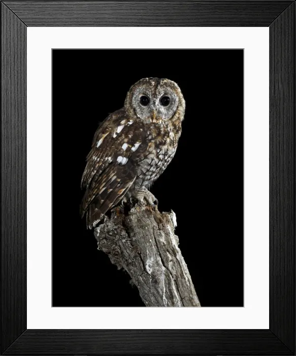 Framed Print : Picture No. 10983489 Framed Print : Picture No. 10983489