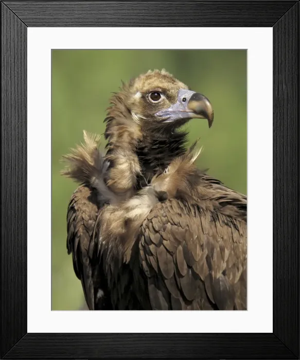 Framed Print : Picture No. 10983495 Framed Print : Picture No. 10983495
