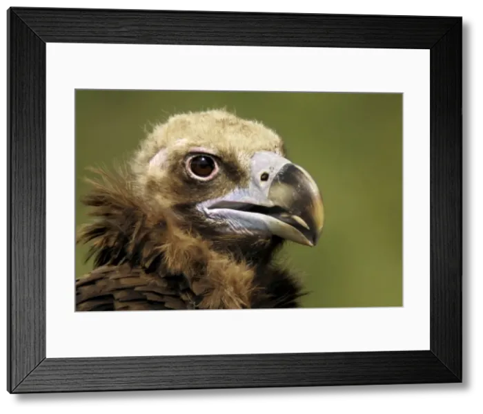 Framed Print : Picture No. 10983496