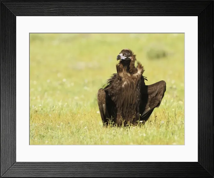 Framed Print : Picture No. 10983493