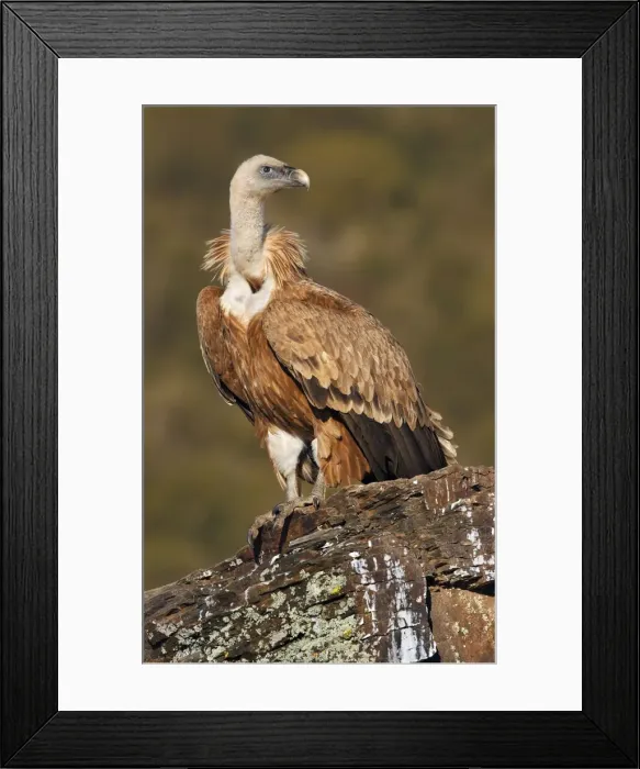 Framed Print : Picture No. 10983497 Framed Print : Picture No. 10983497