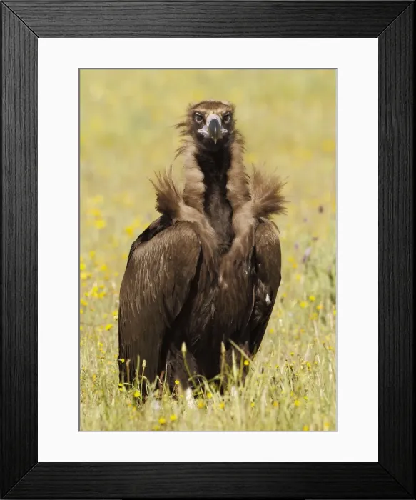 Framed Print : Picture No. 10983490 Framed Print : Picture No. 10983490