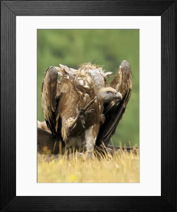 Framed Print : Picture No. 10983499 Framed Print : Picture No. 10983499