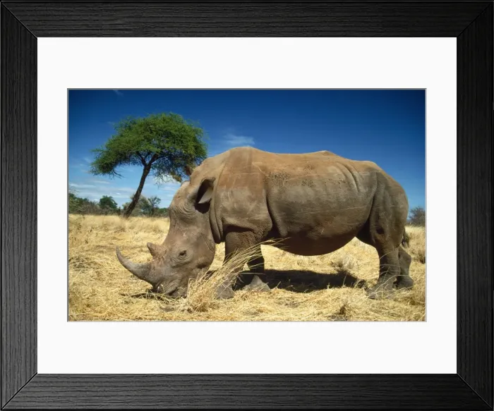 Framed Print : Picture No. 10762019 Framed Print : Picture No. 10762019