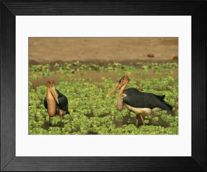 Framed Print : Picture No. 10762016