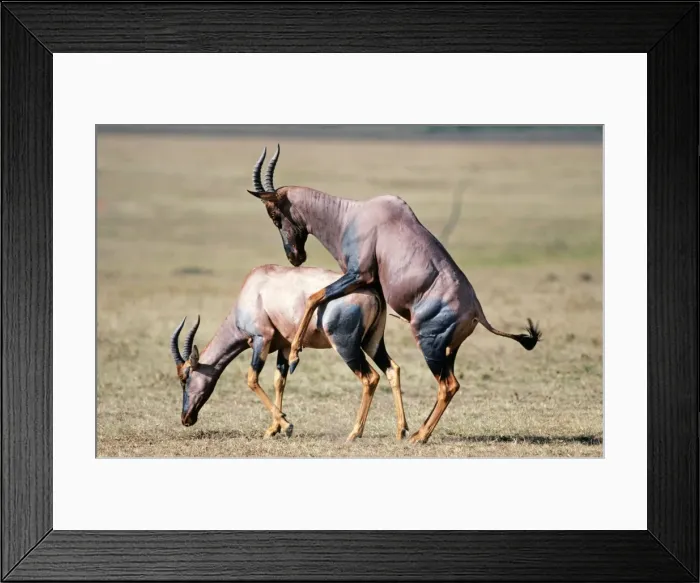 Framed Print : Picture No. 10762021 Framed Print : Picture No. 10762021