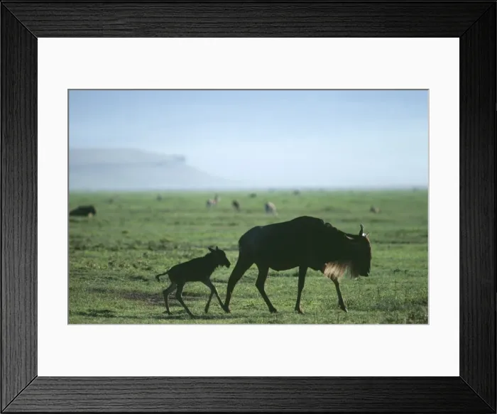 Framed Print : Picture No. 10762022 Framed Print : Picture No. 10762022