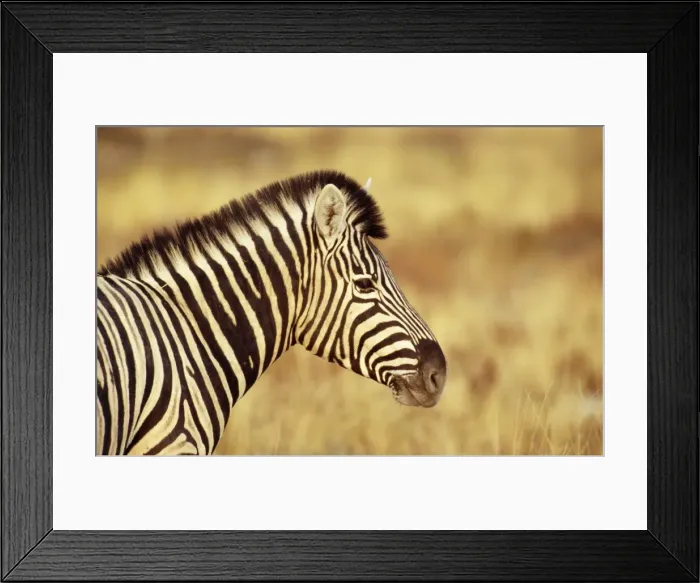 Framed Print : Picture No. 10762027 Framed Print : Picture No. 10762027