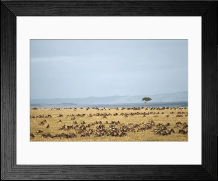 Framed Print : Picture No. 10762023 Framed Print : Picture No. 10762023