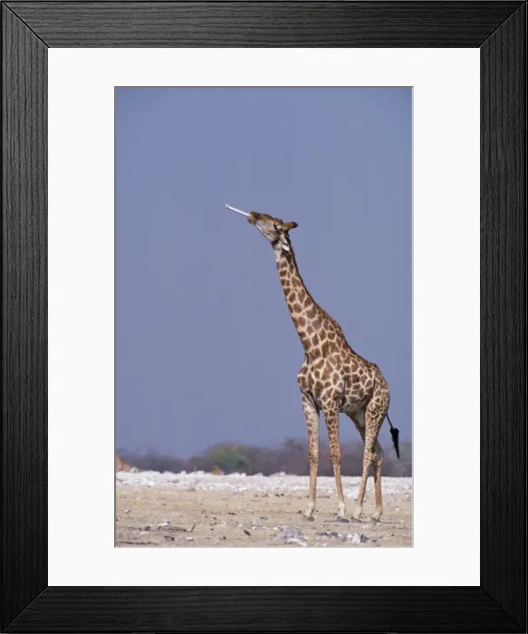 Framed Print : Picture No. 10762029 Framed Print : Picture No. 10762029