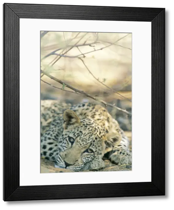 Framed Print : Picture No. 10762033