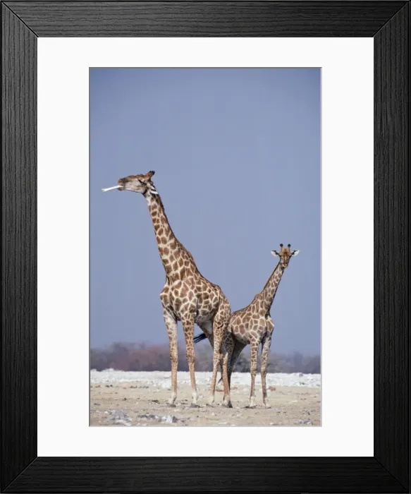 Framed Print : Picture No. 10762028 Framed Print : Picture No. 10762028