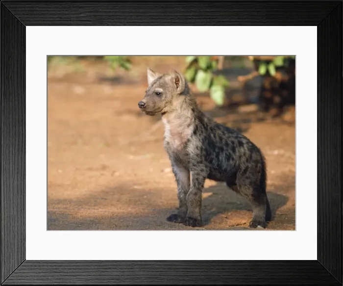 Framed Print : Picture No. 10762031
