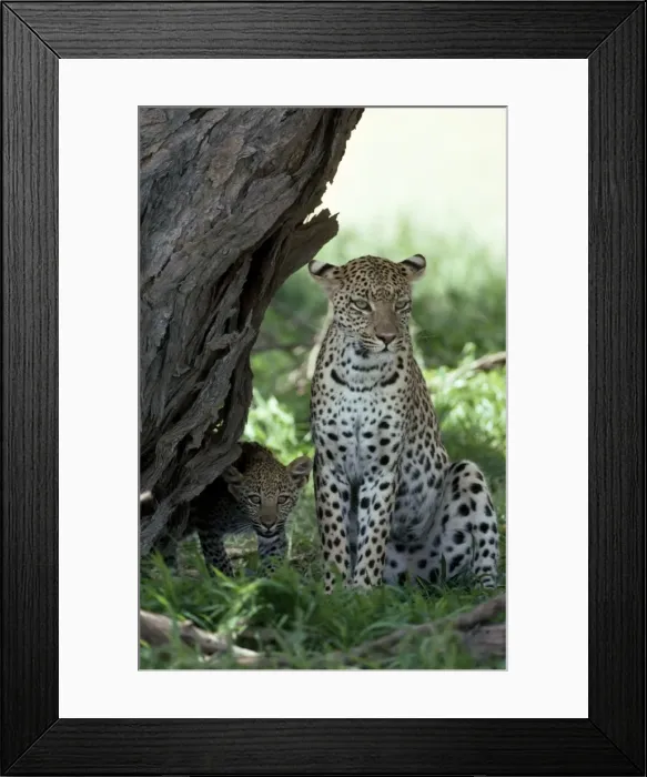 Framed Print : Picture No. 10762034 Framed Print : Picture No. 10762034