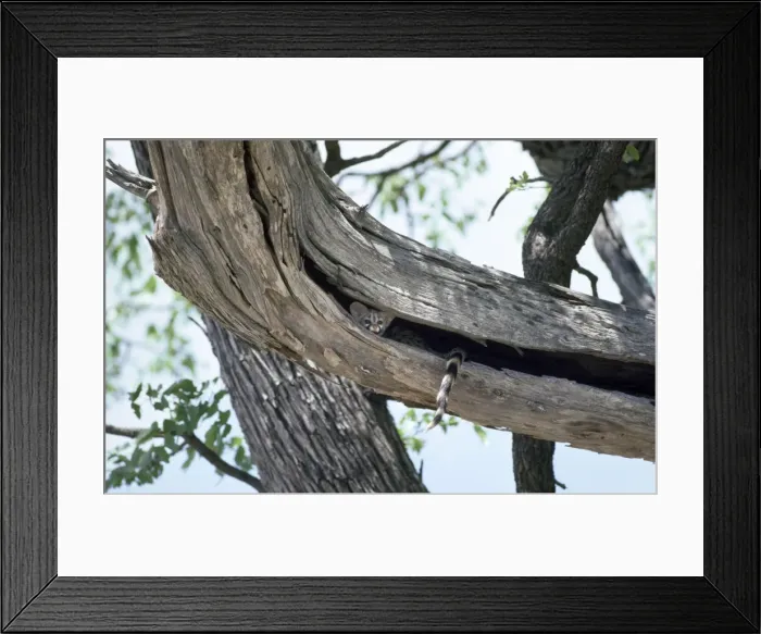 Framed Print : Picture No. 10762038 Framed Print : Picture No. 10762038
