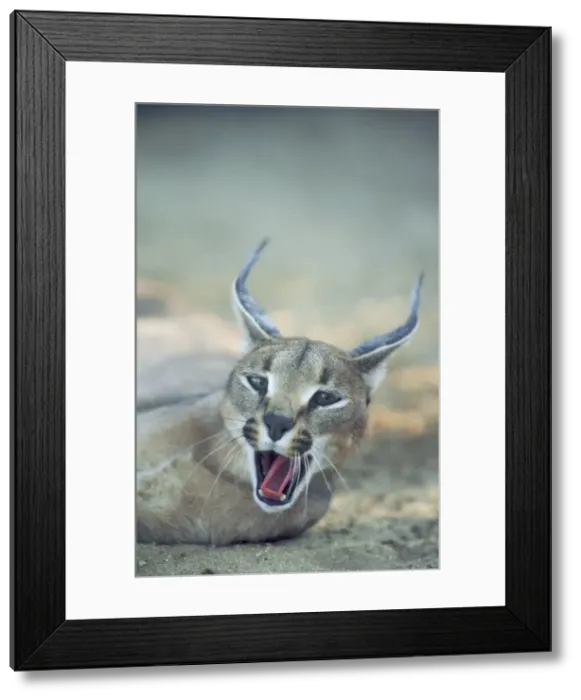 Framed Print : Picture No. 10762040 Framed Print : Picture No. 10762040