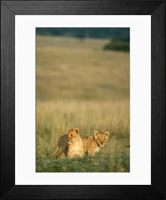 Framed Print : Picture No. 10762035 Framed Print : Picture No. 10762035