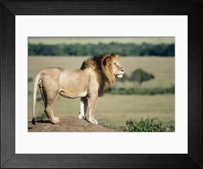 Framed Print : Picture No. 10762045 Framed Print : Picture No. 10762045