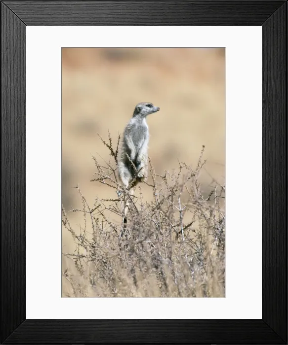 Framed Print : Picture No. 10762037 Framed Print : Picture No. 10762037