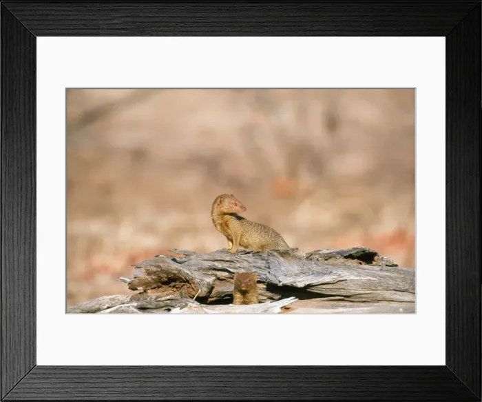 Framed Print : Picture No. 10762039 Framed Print : Picture No. 10762039