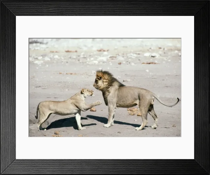 Framed Print : Picture No. 10762046 Framed Print : Picture No. 10762046