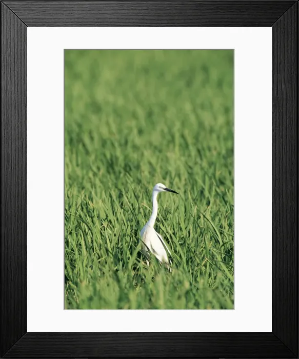 Framed Print : Picture No. 10762050 Framed Print : Picture No. 10762050