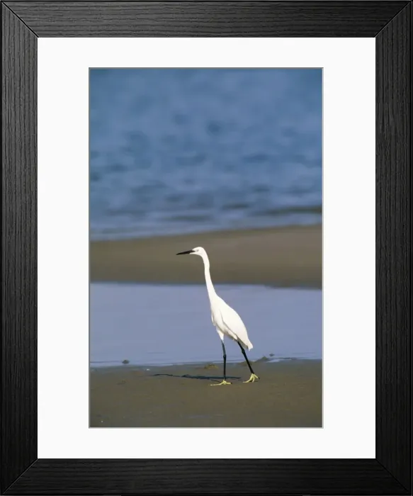 Framed Print : Picture No. 10762049 Framed Print : Picture No. 10762049