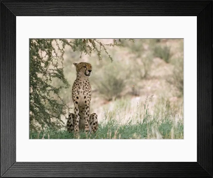 Framed Print : Picture No. 10762042 Framed Print : Picture No. 10762042