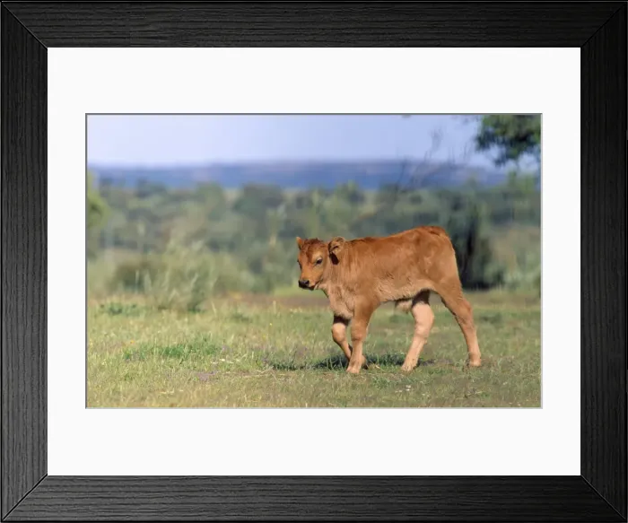 Framed Print : Picture No. 10762055