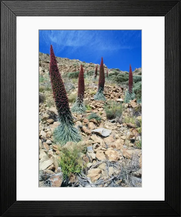 Framed Print : Picture No. 10762053