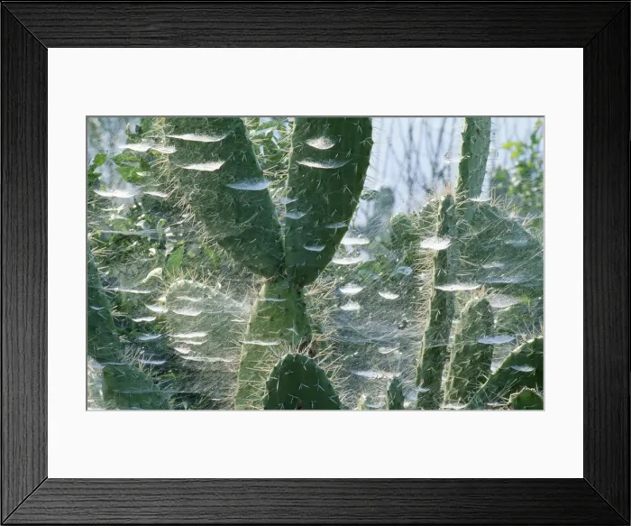 Framed Print : Picture No. 10762048 Framed Print : Picture No. 10762048