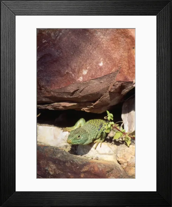 Framed Print : Picture No. 10762056 Framed Print : Picture No. 10762056