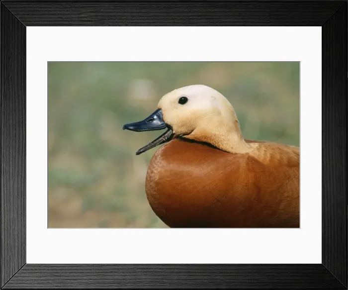 Framed Print : Picture No. 10762061 Framed Print : Picture No. 10762061